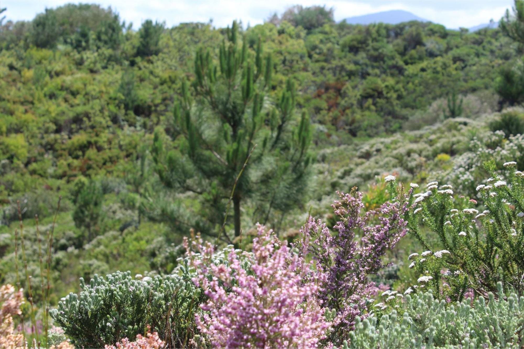 Misty Mountain Reserve Stormsrivier Eksteriør bilde